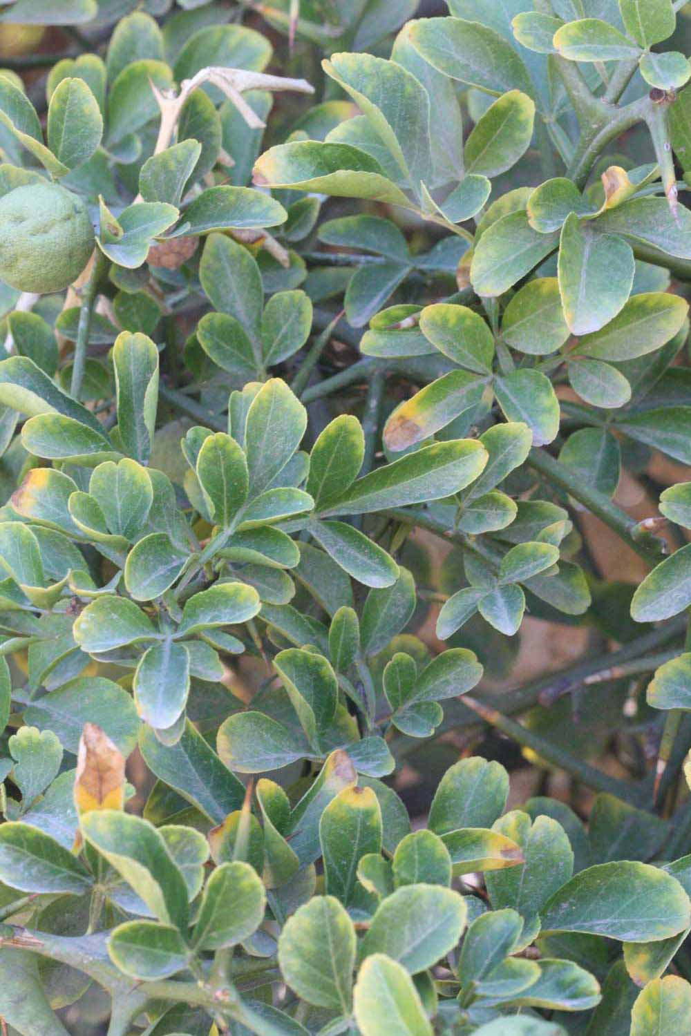              Shade leaves (Riverside, CA)       